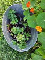 MOUNT GRAVATT EAST46 Margate StreetPotted plants,palms,hanging baskets,bromilards. Herbs,flowering...