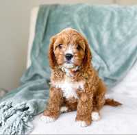 Cute cavoodle puppy available.We have a this amazing and adorable female cavoodle puppy now ready for a...