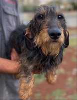 MINIATURE DACHSHUNDPurebred wire-haired pups looking for homes by registered long term QLD breeder...