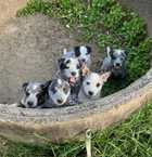 BLUE CATTLE DOG PUPS