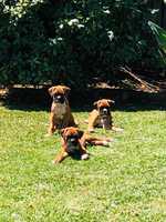 Boxer puppies ready for their forever homes! Vet checked, vax’d and chipped. Ph: 0439825878