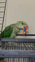 Handraised Indian ring necks and Alexanddine parrots, male and female available  for new homes now oh.