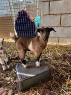 BOTTLE FED MINIATURE GOATS