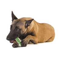 Petstages Crunchcore Crunchy Centre Chew Bone Dog Toy - Large