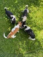 TENTERFIELD TERRIER PUPS (Pure bred)$1500Pups 10 weeks oldVaccinated, vet checked and...