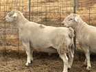 ULTRA WHITE AND AUSTRALIAN WHITE RAMS FOR SALE