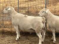 Ultra White and Australian White rams for sale . 12-16 months old. Fully shedding , big solid pour...