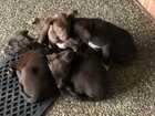 KELPIE X BORDER COLLIE PUPPIES