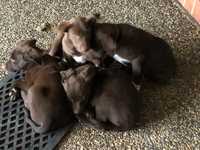 Kelpie x border collie puppies for sale. 2 males and 2 females born 10/10/24. Ready for their forever...