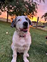 Border Collie pups for sale. Mum is a working dog, dad is all about the humans!2 black and white...