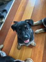 8 German shepherd puppies available.3 girls 5 boys.2 sable 6 black and tanHappy to travel depending on...