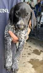 GERMAN SHORTHAIRED POINTER PUPPIES