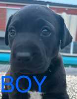 Selling 2 Labrador puppies1 male, 1 femaleDark chocolateBoth vet checkedBoth microchippedBoth very...