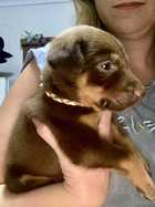 KELPIE COLLIE PUPS FROM WORKING PARENTS