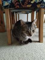 Hi, my name s Chilli I am a 2yr old  house cat who loves pats lots of pats, who is looking for a new...