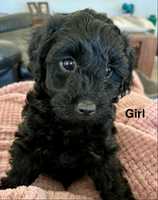 Three Beautiful GIRLS leftOne dark red , Two Black 8 weeks on the 25 FebMum is a Cavoodle , Dad is a...