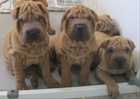 TOP QUALITY SHAR PEI PUPPIES