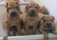 Top Quality Shar Pei Puppies.  Red, Red Fawn and Fawn.  Brush and horse coat.  Males and Females.