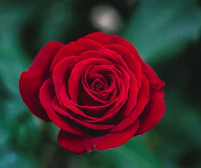 BLACKBERRY, Kathleen Patricia (nee Bell)