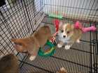 BEAUTIFUL PEMBROKE WELSH CORGI PUPPPIES