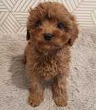 MALE AND FEMALE CAVOODLE PUPPIES FOR SALE