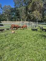 Will break-in weaners or educate rogue cattle to enter yards.Have a team of good working kelpies.  Will...