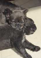 FLUFFY FRENCH BULLDOGS X2