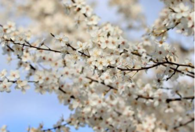 GRIFFITHS, Leanda Christine (nee Chard)