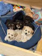 PUPPIES. SHMOODLE. MALTESE-SHIH TZU X TOY POODLE