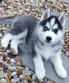 GORGEOUS, PLAYFUL, ENERGETIC, AND HEALTHY PUREBRED SIBERIAN HUSKY PUPPIES
