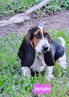 PUREBRED BASSET HOUND PUPPIES