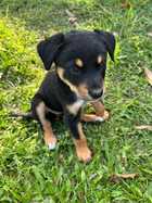 PUPPIES FOR SALE