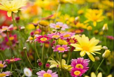 BISHOP, Tania Teresa