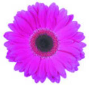 HENRY, Wendy Josephine