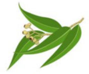 MORRIS-BOYD, Oscar Henry