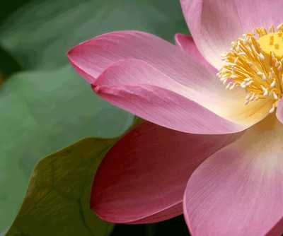 REYNOLDS, Patricia Margaret (Pat)