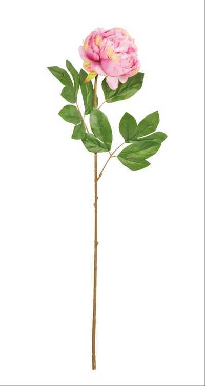 TATULASCHWILI, Susan Jeanette