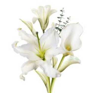 ALOMES, Patricia  Irene