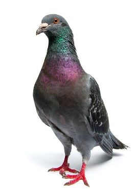 SHANAHAN, Paul Frederick