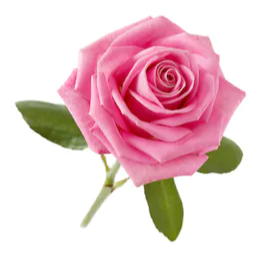 JOHNSTON, Judith Mary