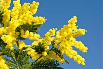 O'FARRELL, James Charles (Jim)