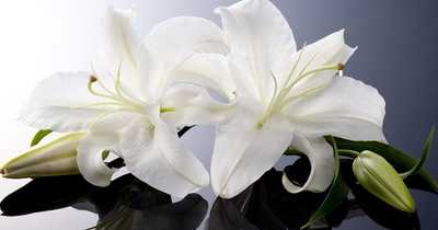 BARKER, Pamela Clarice (nee: Kube)