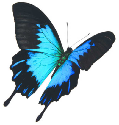 JOHNSON, Brett Leslie