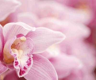 CLIFTON, Donald George