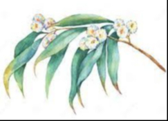 GRAY, Allan Hamilton