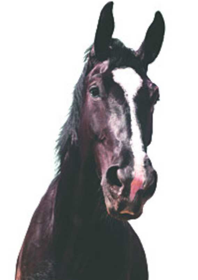 FEARN, Beverley Mary