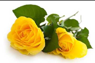 ALPHEY, Lorraine Doris