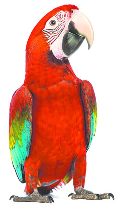 WHATSON, Imelda Jean (nee Bidner)