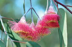 CAMERON, Benjamin Peter