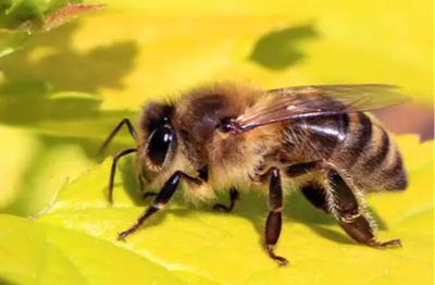 KUNZE, Christine Mary (nee Holley)